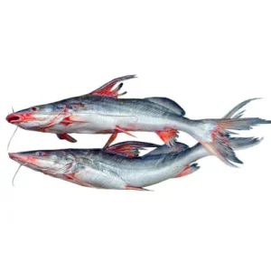 Aiyer Fish - আইর মাছ