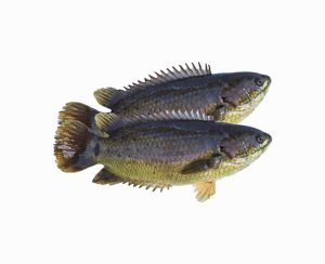 Koi Fish - কই মাছ