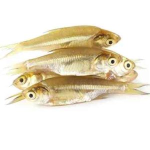 Mola Fish - মলা মাছ
