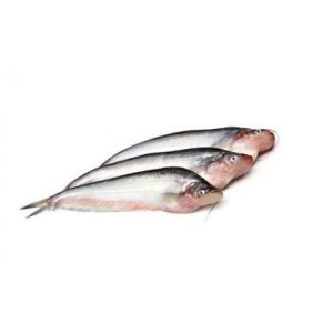 Pabda Fish - পাবদা মাছ