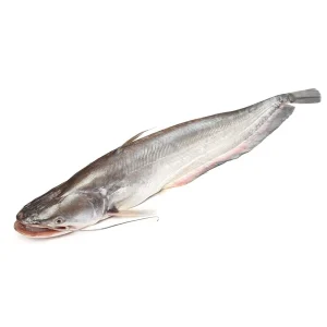 Boal Fish (Block) - বোয়াল মাছ