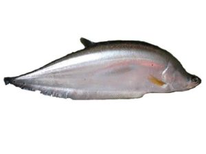 Chitol Fish - চিতল মাছ
