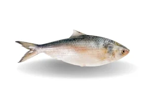 Hilsa (Ilish)- পদ্মার ইলিশ মাছ
