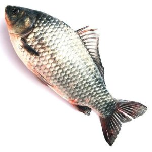 Katla Fish (Carp) - কাতলা মাছ