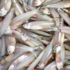Keski Fish - কেচকি মাছ (ব্লক)