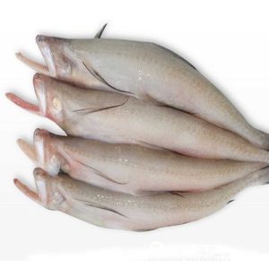 Loitta Fish - লইট্টা মাছ