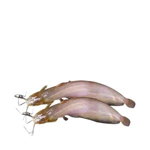 Shing fish (Block) - শিং মাছ